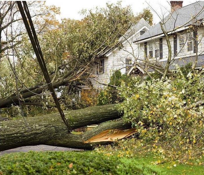 large tree fallen, damaging two homes