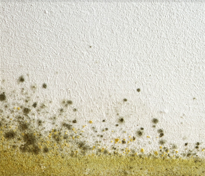 mold spores growing on a white wall