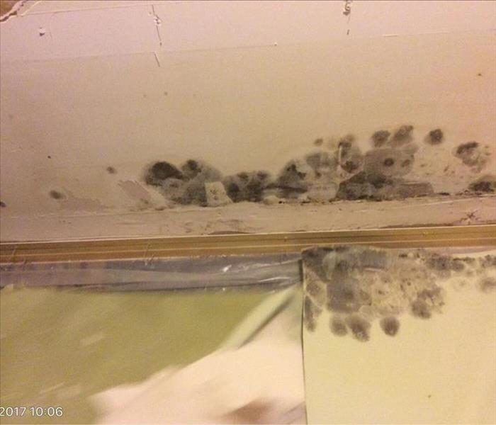 mold damage black on wall, sheeting