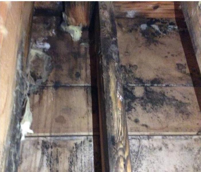 Mold damage growing on a wall with wood studs